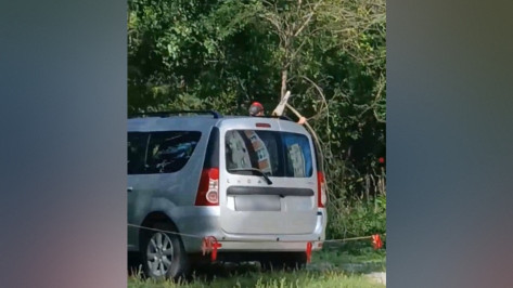 В Воронеже женщина обвинила соседей в вырубке деревьев и захвате земель лесного фонда для стоянки машин