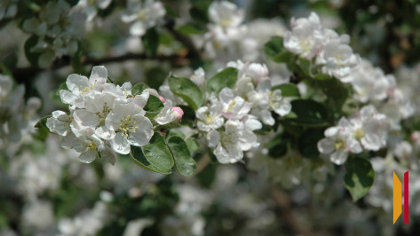 Главный метеоролог Воронежской области рассказал о погоде в мае