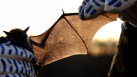 Воронежцев позвали в зоопарк на «Ночь летучих мышей»