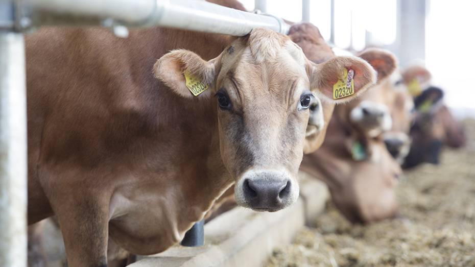 Воронежский «Молвест» увеличил поголовье коров на 15% за полгода