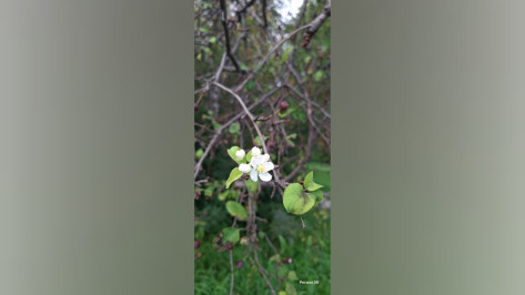 В Воронежской области в сентябре зацвела яблоня