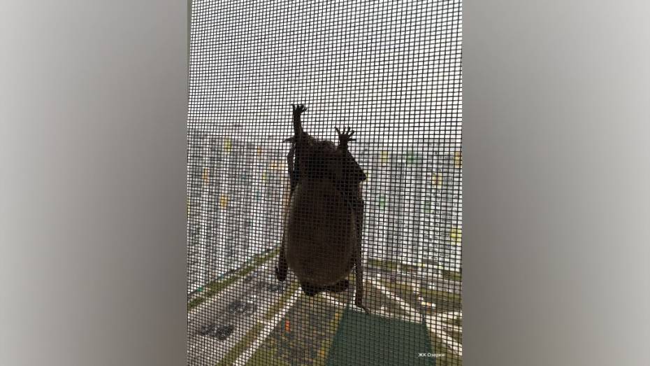 В Воронеже в окно жилого дома чуть не залетела летучая мышь