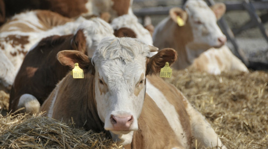 Воронежская область получит на развитие животноводства 673 млн рублей