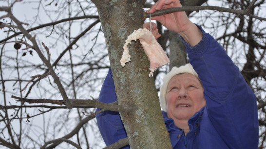 Жители Нижнедевицкого района помогут птицам пережить холода