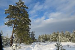 Хоперский заповедник пригласил воронежцев на новогодние экскурсии по зимнему лесу