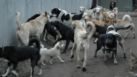 На борьбу с бездомными собаками в Советском районе Воронежа потратят до 2,98 млн рублей