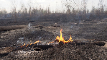 Риски природных пожаров вновь выросли в Воронежской области