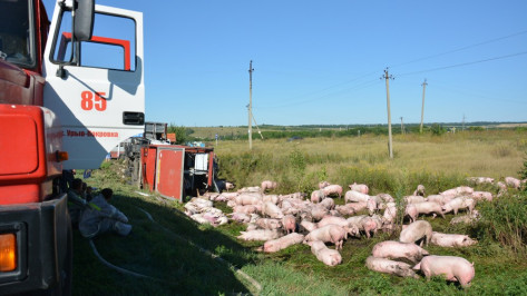 В Воронежской области перевернулась перевозившая свиней на мясокомбинат фура
