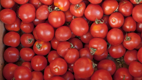 В Воронежской области упали в цене огурцы и помидоры