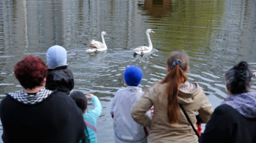 В Воронеже с озера на Минской улетел брошенный подругой лебедь