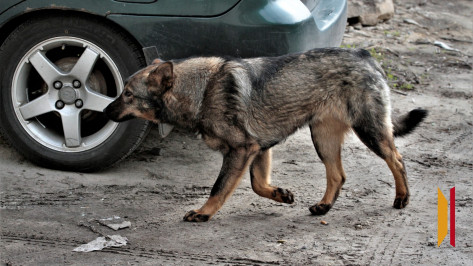 Воронежцы жалуются на стаи бездомных собак