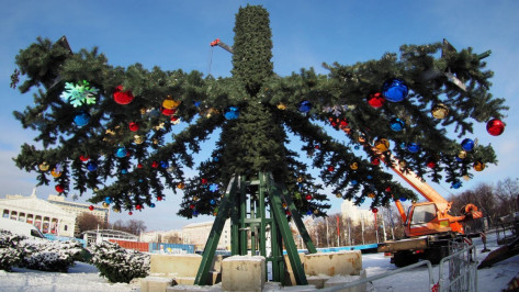 Главную елку Воронежа установят до 20 декабря
