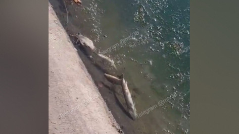 В Воронеже в озере возле остановки «Минская» всплыла мертвая рыба