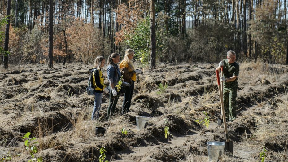 Более 4 млн деревьев за год посадят в Воронежской области