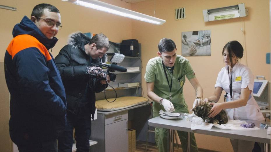 Воронежские ветеринары поборются за жизнь спасенной из-под завалов кошки