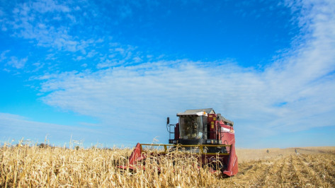 Острогожские аграрии закончили уборку кукурузы на зерно