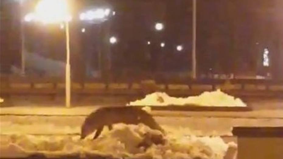 Воронежцы сняли на видео гуляющую на парковке лису