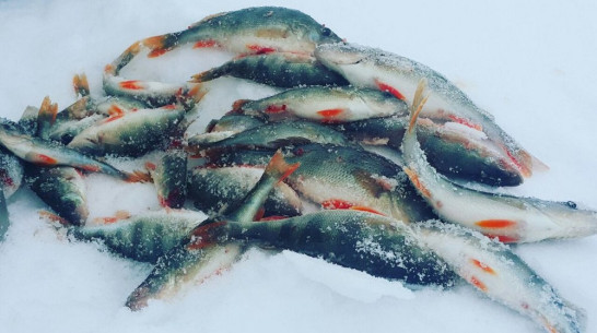 Кислородное голодание рыбы зафиксировали в водоемах Воронежской области