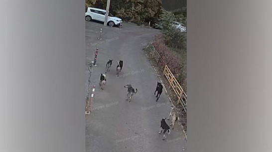 Воронежцы рассказали о стае агрессивных собак в Центральном районе города