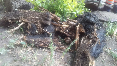 Причиной засоров в 2 районах Воронежа оказались проросшие корни тополя