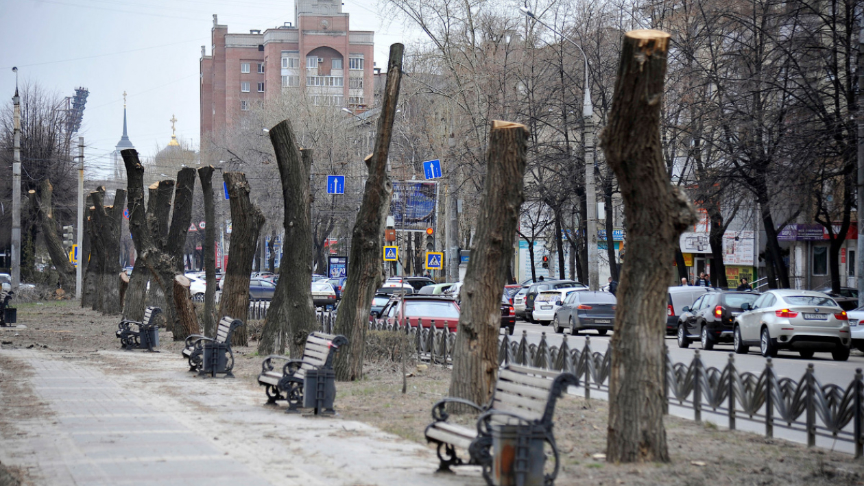 На эстетику нет средств. Почему деревья в Воронеже выглядят как столбы