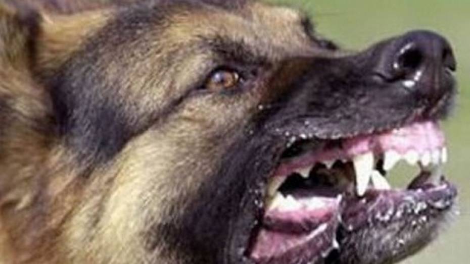 Житель Верхнемамонского района оштрафован за нарушение правил содержания домашних животных