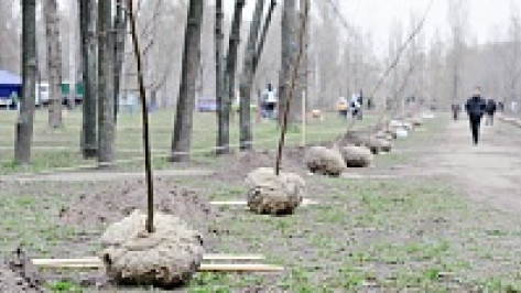 Жители Воронежской области высадили во время субботника более 3 тысяч деревьев 