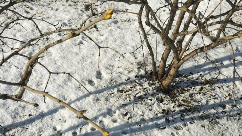 В Таловском  районе зафиксировали  температурный рекорд  3 февраля