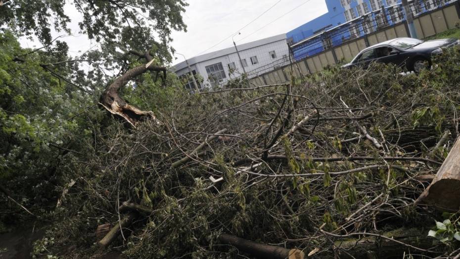 Спасатели предупредили жителей Воронежской области о сильном ветре 5 июня
