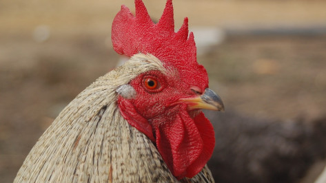 Тренера владивостокского ФК уволили после инцидента с брошенным петухом в Воронеже