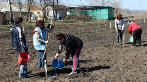 Таловские ученые в рамках акции «Лес Победы» посадили фруктовый сад