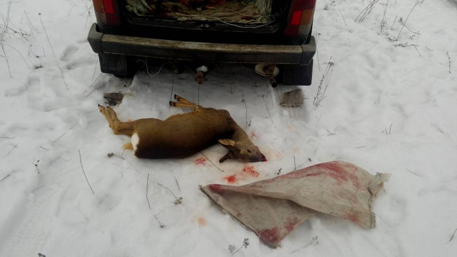 В Воронежской области браконьер убил краснокнижное животное