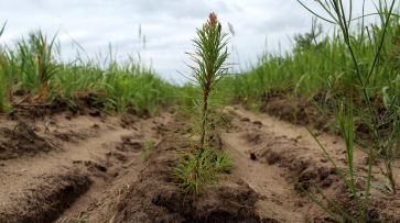 Более 8 млн деревьев посадили в Воронежской области в 2023 году