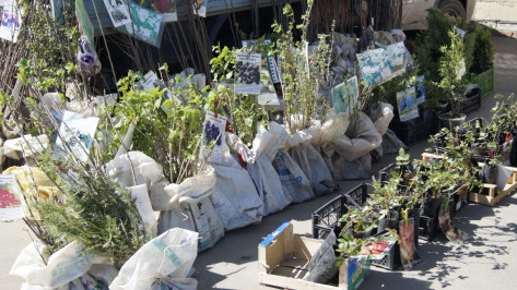 На рынке в Воронеже инспекторы нашли саженцы без документов 