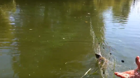 В охранной зоне Воронежского заповедника нашли 30-метровую рыболовную сеть 