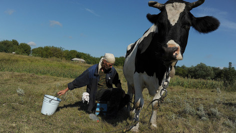 Воронежским производителям молока возместят часть затрат