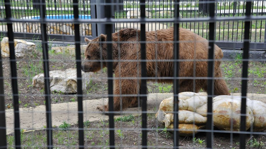 В Воронежском зоопарке проснулись бурые медведи