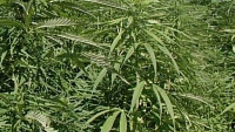 Дома у жителя Острогожска наркополиция нашла более 2 кг марихуаны