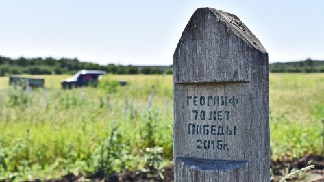 На бутурлиновском геоглифе «70 лет Победы» дубы дали самый большой прирост за 5 лет