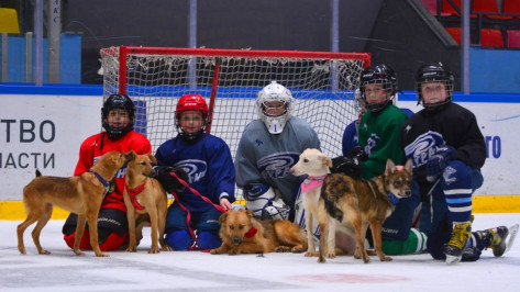 Юные воронежские хоккеисты провели тренировку со щенками из приюта