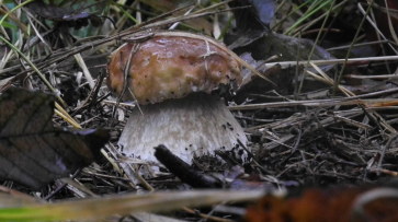 Четыре жителя Воронежской области умерли от отравления грибами