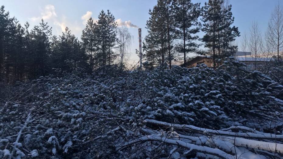 В Воронеже остановили незаконную вырубку деревьев