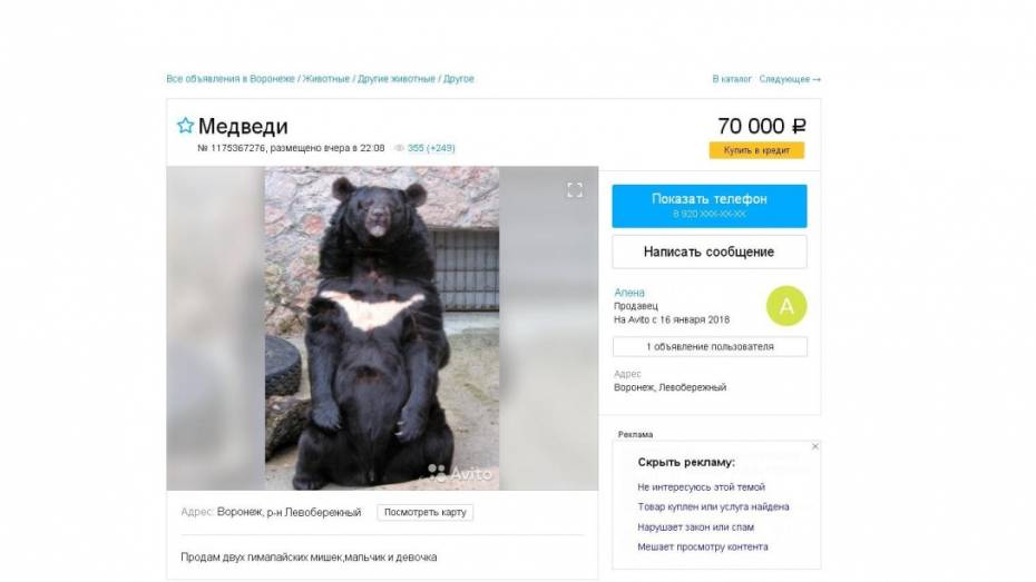 В Воронеже на Avito появилось объявление о продаже пары гималайских медведей 