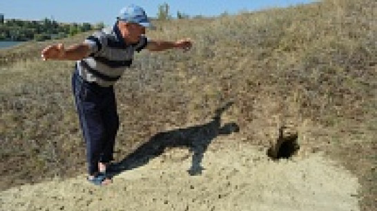 В Нижнедевицком районе зарегистрировано два случая бешенства лисиц