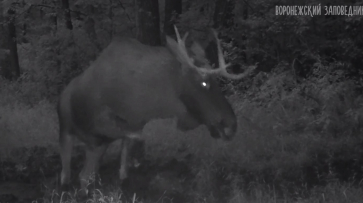 Борьба лося с фотоловушкой попала на видео в Воронежском заповеднике