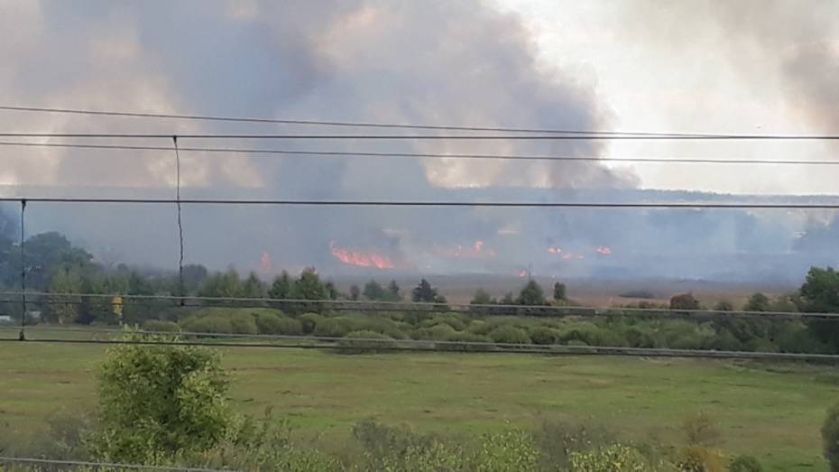 Черный дым ландшафтного пожара напугал жителей Воронежской области