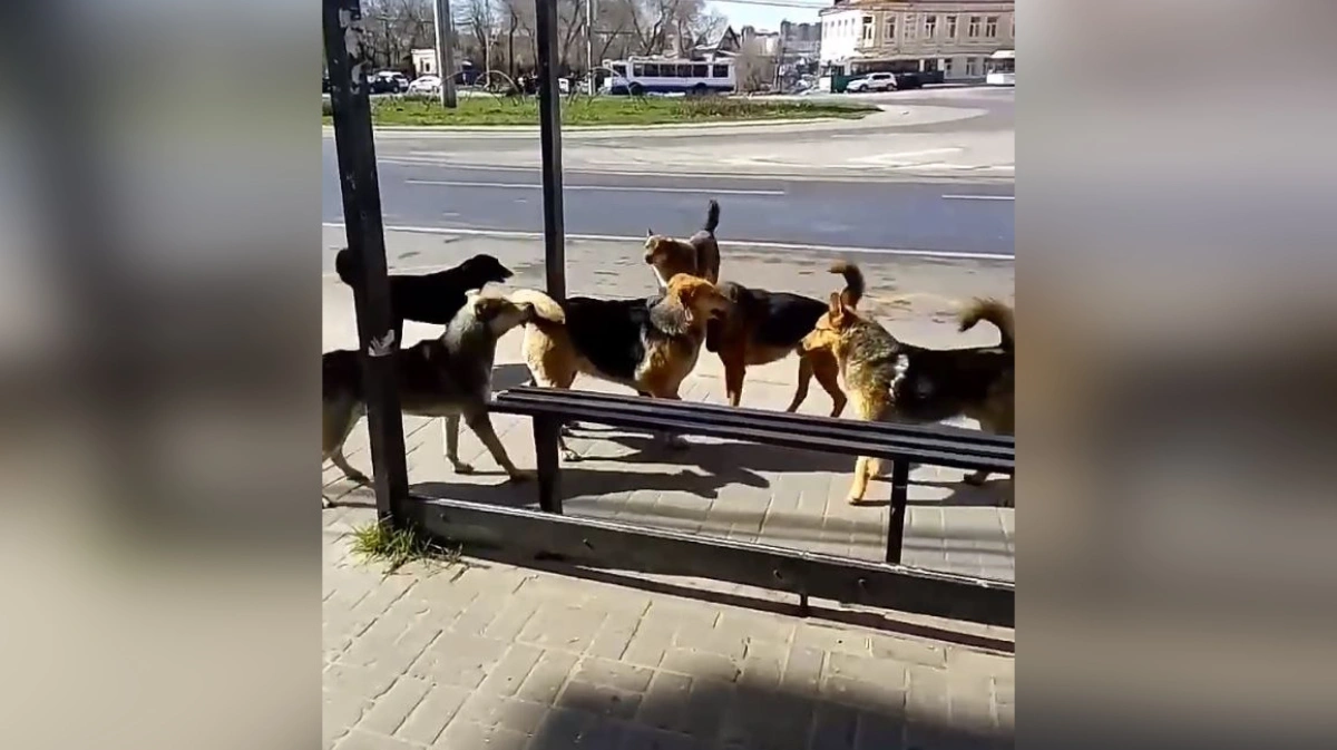 Звери остановились. Бродячая собака Воронеж. Бездомные собаки. Бродячие собаки. Бездомный щенок.