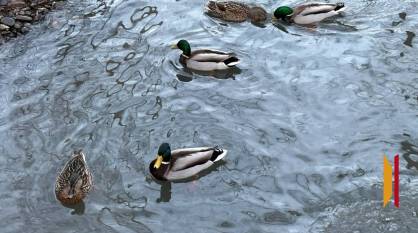 В Воронежской области 6 апреля резко похолодает до 0 градусов