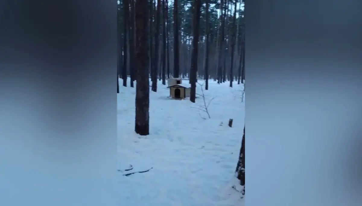 Будки для собак стали домом агрессивной стае животных в воронежском  микрорайоне Боровое