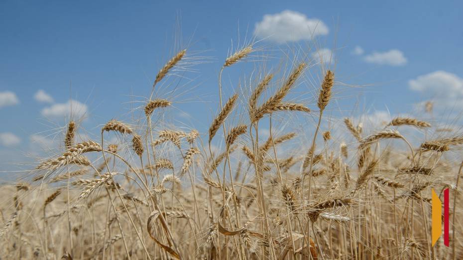 Более 10 тыс тонн: какую продукцию экспортировали в марте из Воронежской области